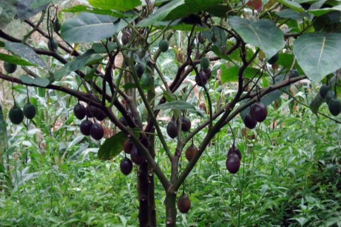Черный орех - полезное растение из Северной Америки 