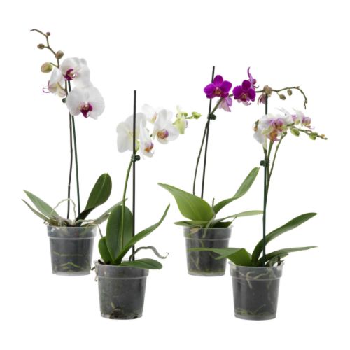 How to repot an Orchid at home