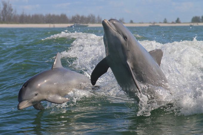  Завораживающее зрелище из мира природы - игры дельфинов