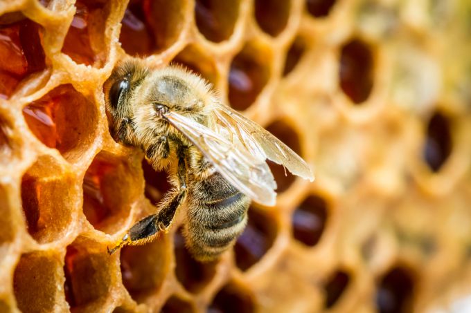  Пчелиный яд: полезные свойства, лечение, противопоказания
