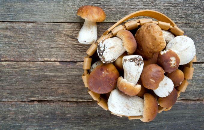 Гриб: полезные и вредные свойства гриба