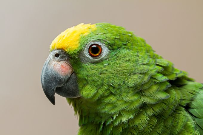 Декоративные птицы: попугай амазон. Особенности содержания птицы