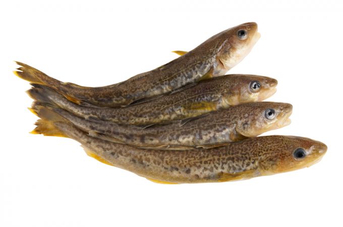 Навага: питательная рыба с полезными свойствами