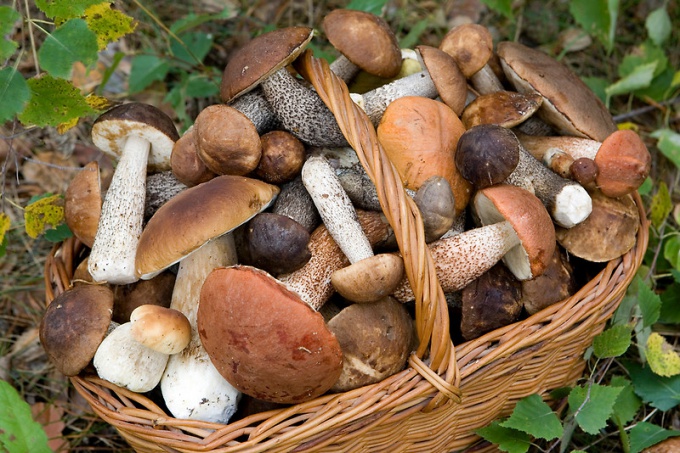 Из 3000 с лишним видов шляпочных грибов только 400 съедобны