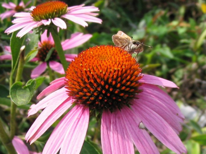 How to use Echinacea to strengthen the immune system 