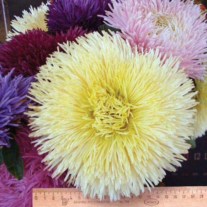 How to choose the seeds of annual asters in the store