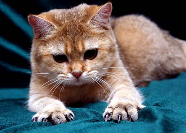 Ножницы для стрижки ногтей у кошек – как подстригать коту когти?