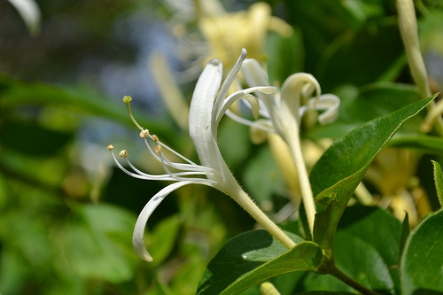 How to grow honeysuckle on a country site
