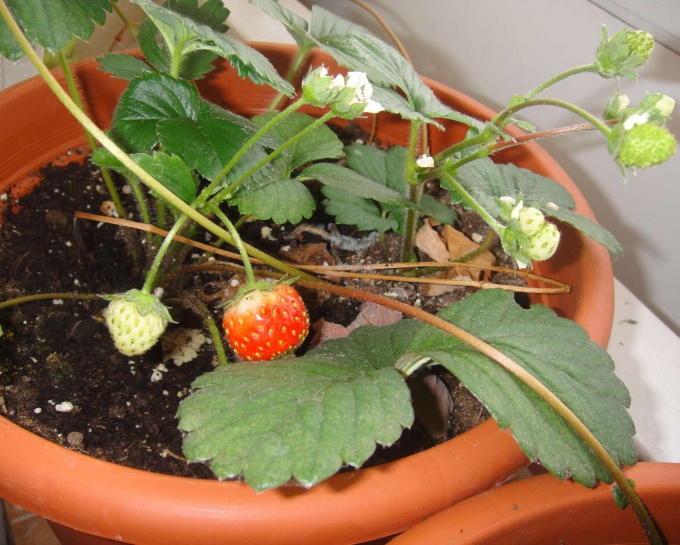 How to grow strawberries on the window sill or balcony