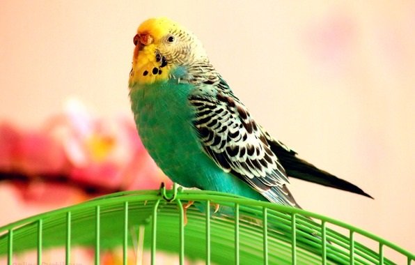 Как быстро научить говорить попугая в домашних условиях?