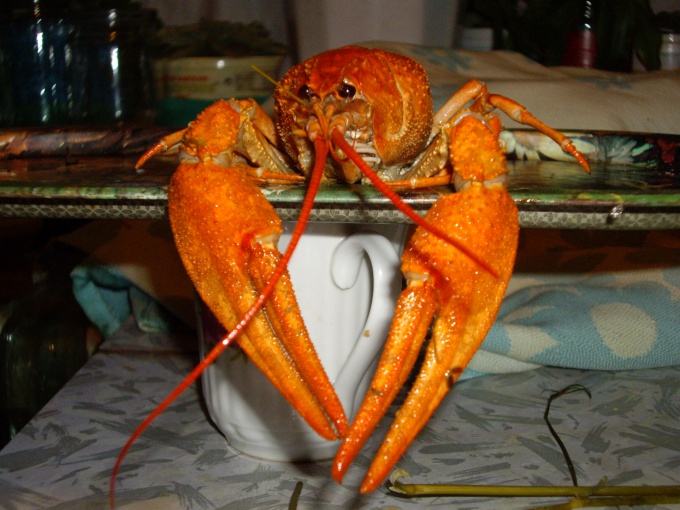 How delicious to cook crayfish