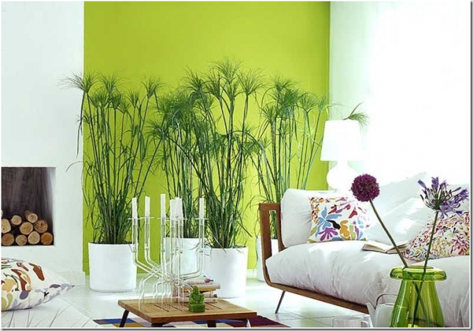 Растения для интерьера квартиры комнатные
