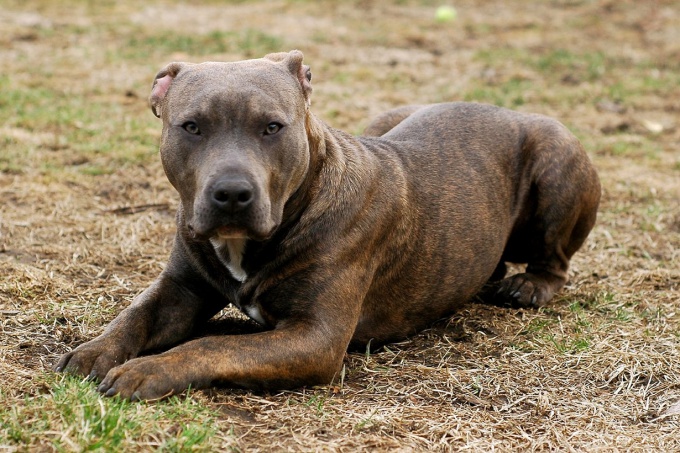 The most dangerous dog breeds in the world