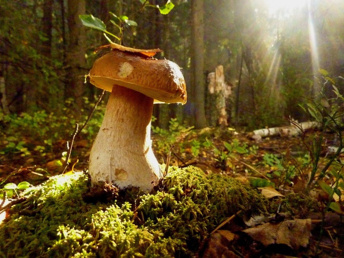 Как собирать лесные грибы