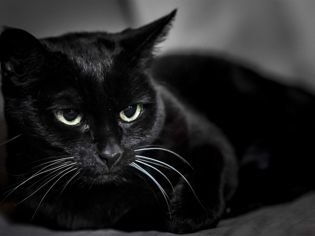 Black cat: omens and superstitions