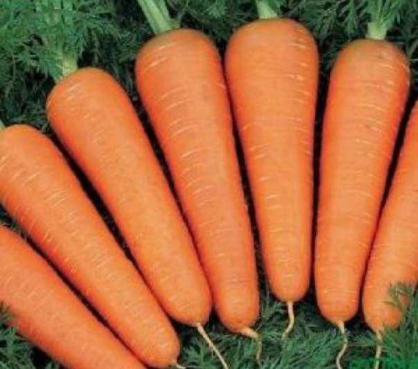 Как в домашних условиях хранить морковь