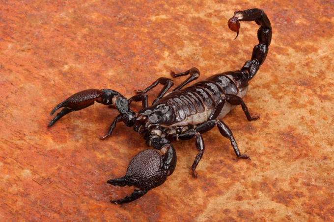 How to return the man-Scorpion