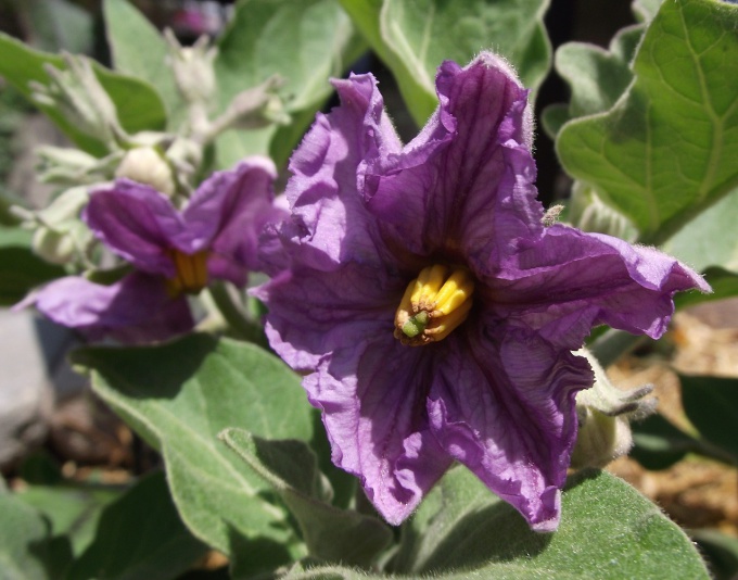 Why do seedlings of eggplant rolled sheets