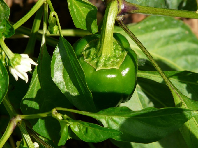 Why seedlings of pepper yellow