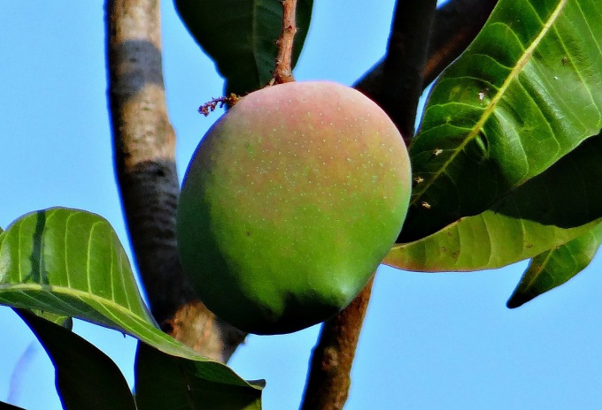 Как вырастить манго из косточки в домашних условиях