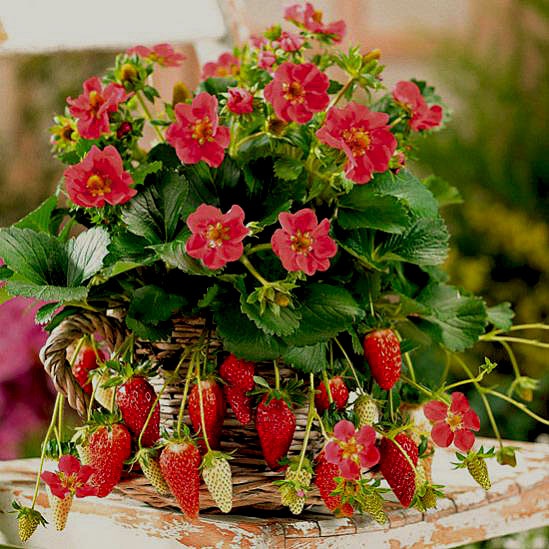 How to care for strawberries in pots
