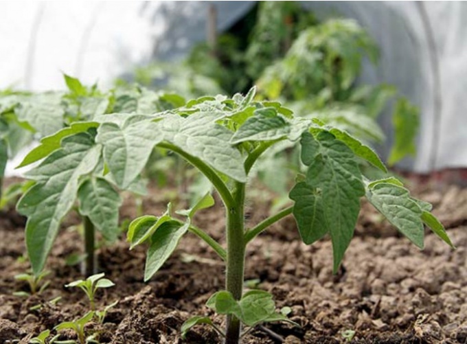 Проверенный способ выращивания здоровой рассады томатов