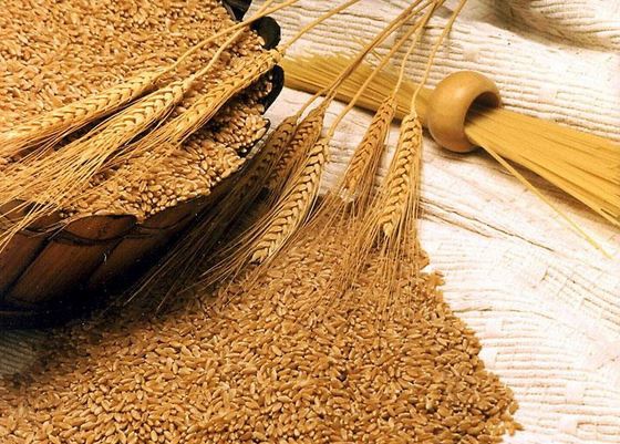 Применение зародышей пшеницы