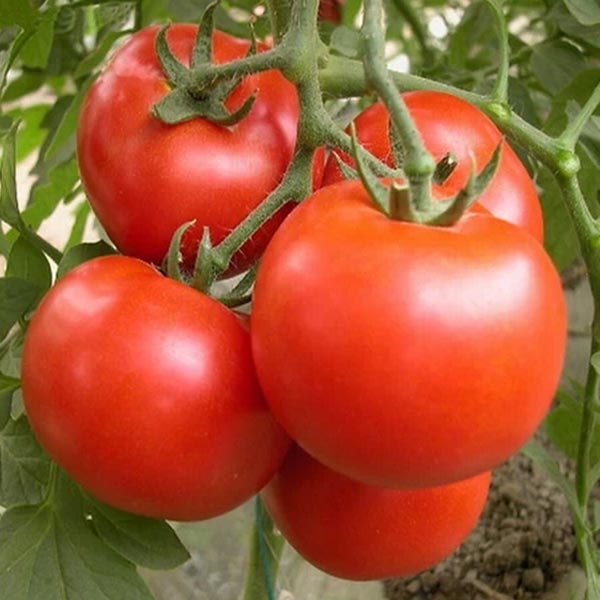 Подкормка для помидоров на основе дрожжей
