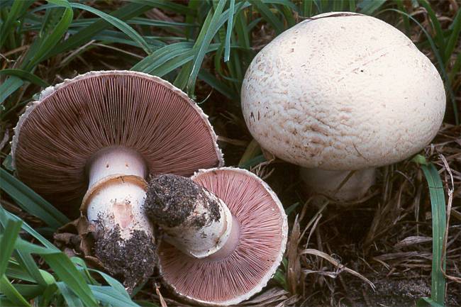 How to cook mushrooms