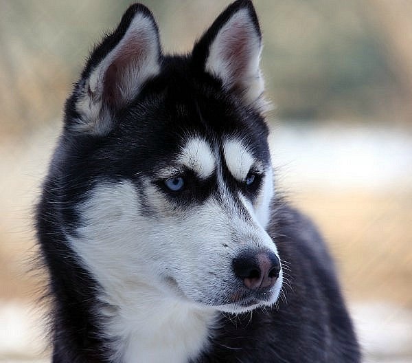 Husky