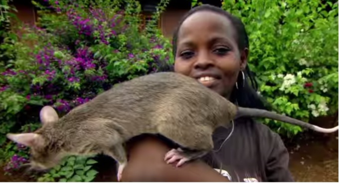 Гигантские крысы помогают человечеству