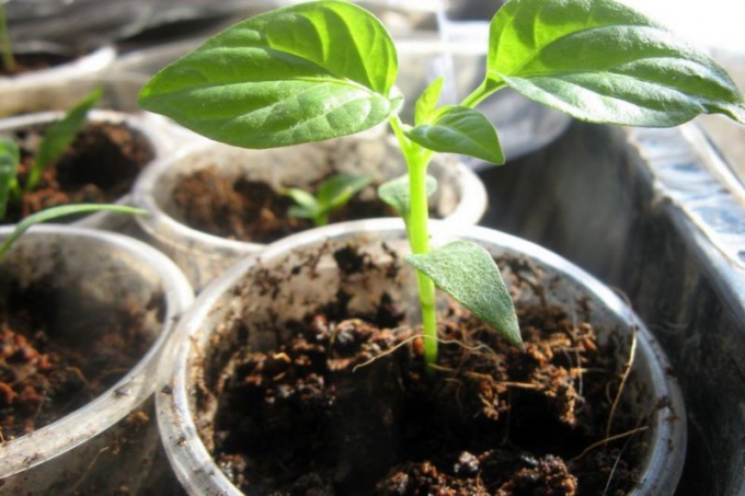 Important rules for growing seedlings