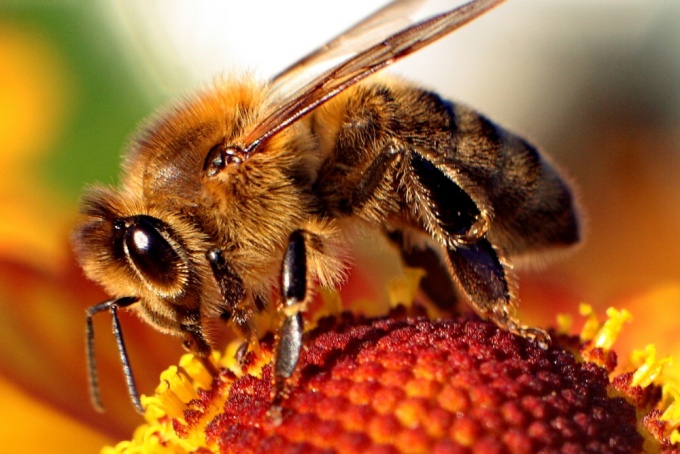 Укус пчелы, осы или шмеля: первая помощь