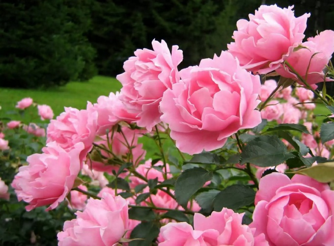 Perennial flowers in landscaping