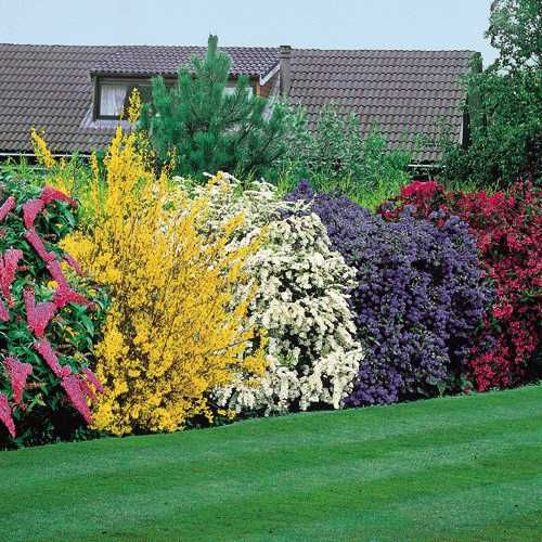 How to choose a flowering shrub for the garden