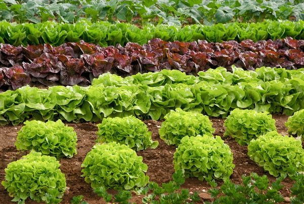 Как вырастить свои семена салата