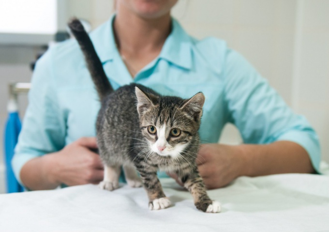 Стоит ли ставить прививку домашней кошке