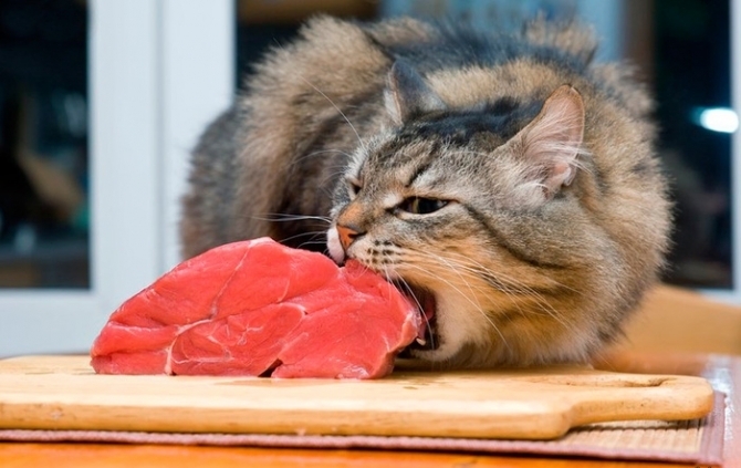 Чем кормить кошку: рецепты кошачьих блюд