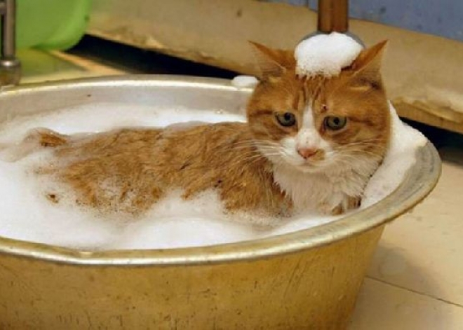 Как спокойно помыть кота
