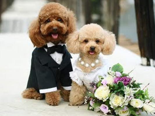 животные на свадьбе