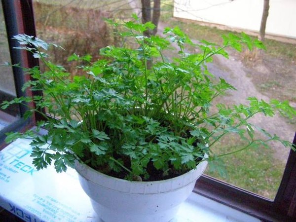 Herbs on the windowsill
