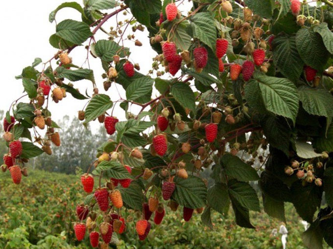 Ремонтантная малина фото кустов с ягодами