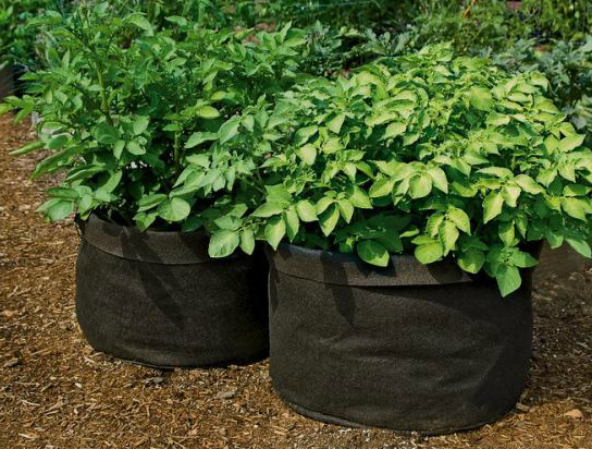 How to grow potatoes in a bag