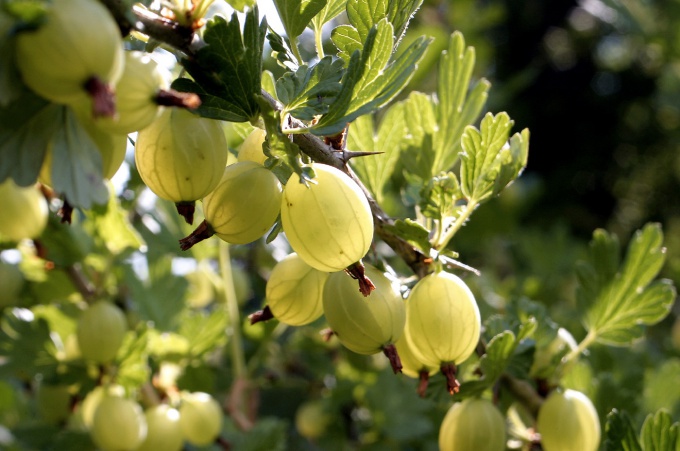 How to make wine of gooseberries with cherries