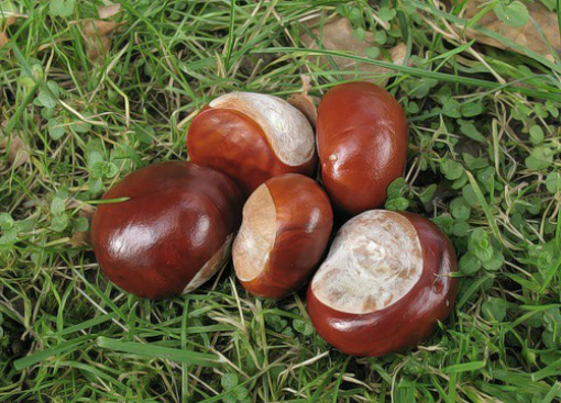 Tincture of horse chestnut