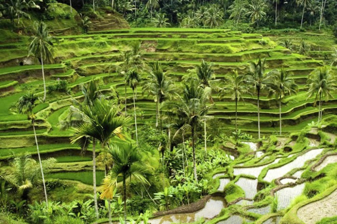rice terraces Bali