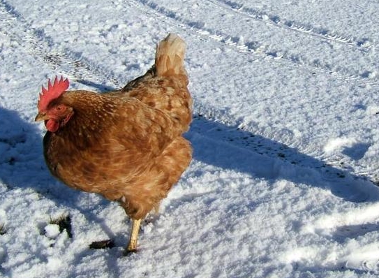To chickens in the winter swept