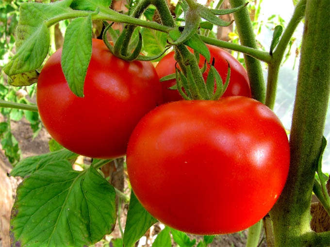 How to get a rich harvest of tomatoes