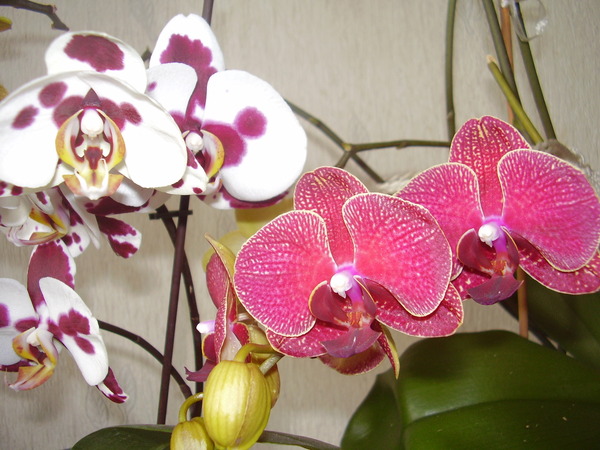 Как выбрать орхидею для дома