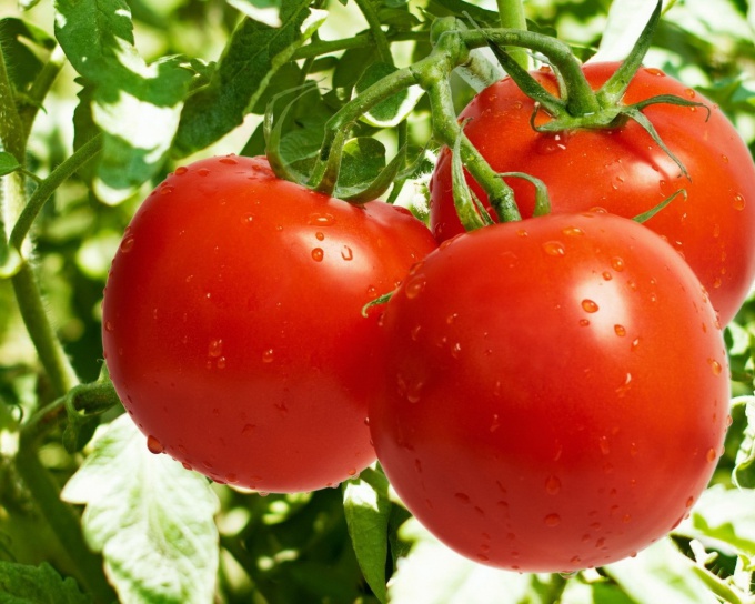 caring for tomatoes